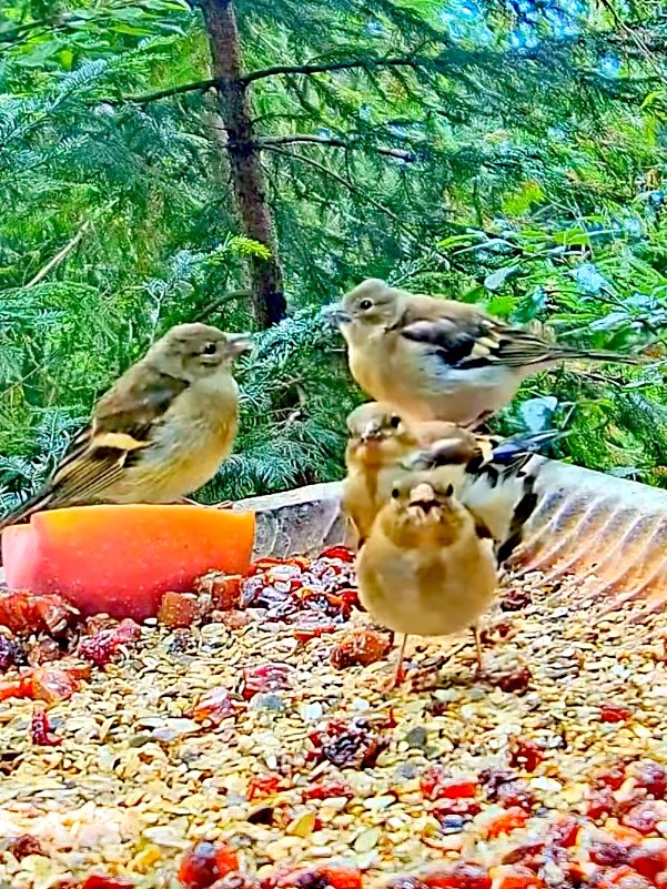 livebirdspoland_ef9d0d4edc74c3306a3665beaf7dbaf3.jpg