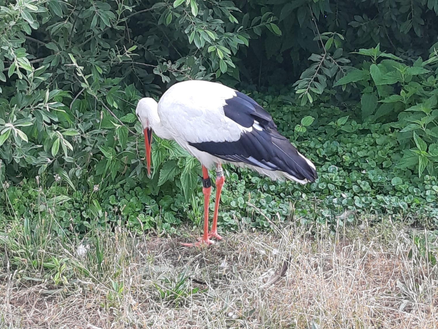 livebirdspoland_3d7097f1b870bd05dc6de449663ef239.jpg