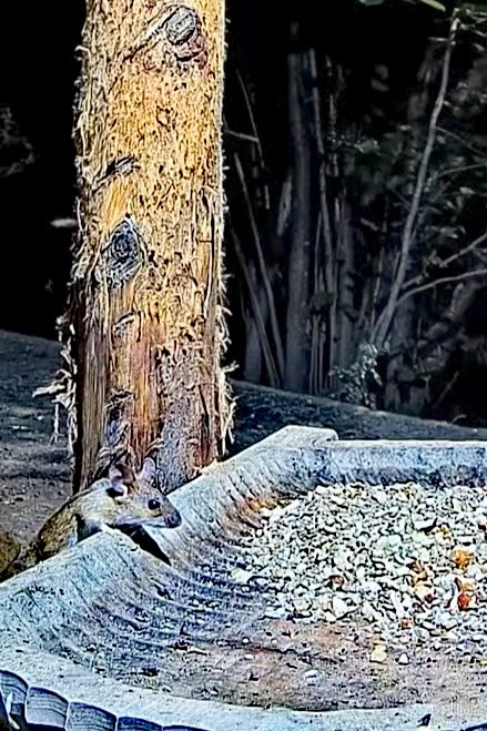 livebirdspoland_8559a8e8f04c634fe13251219c95d864.jpg
