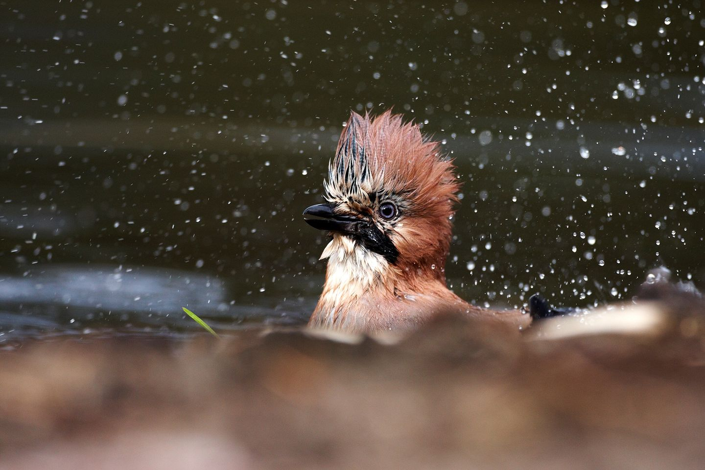 livebirdspoland_d052ebd5fcd6f18cb4583d8e51b7a7db.png