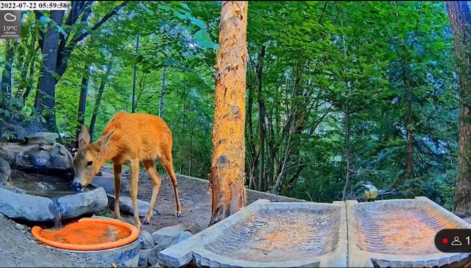 livebirdspoland_9dea64cdbdfd275a5dd35ba60240c2d2.jpg