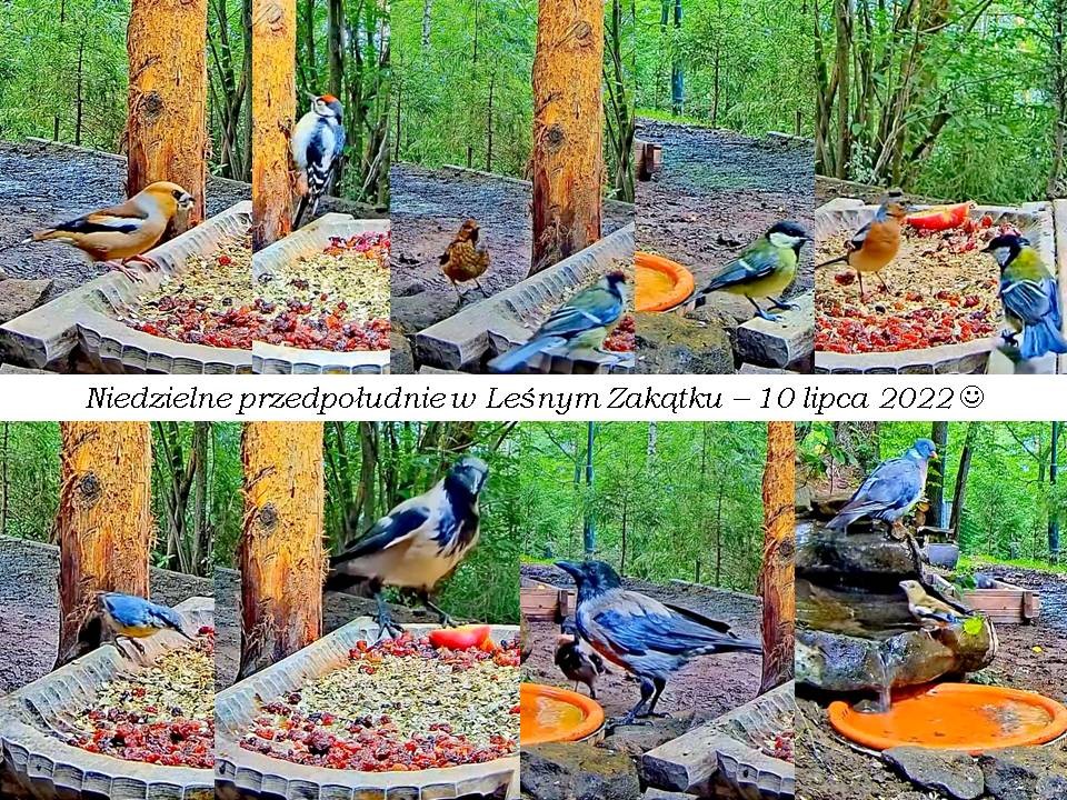 livebirdspoland_2197a20d48113773781dd78041b3f544.jpg