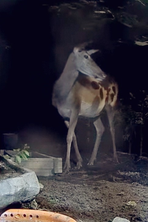 livebirdspoland_c83cec5710d71d16a58f75496168f571.jpg