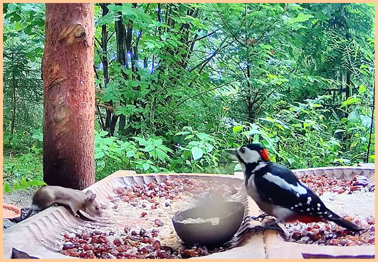livebirdspoland_8afe10745b313d71fc472ceb7d9c1e29.jpg