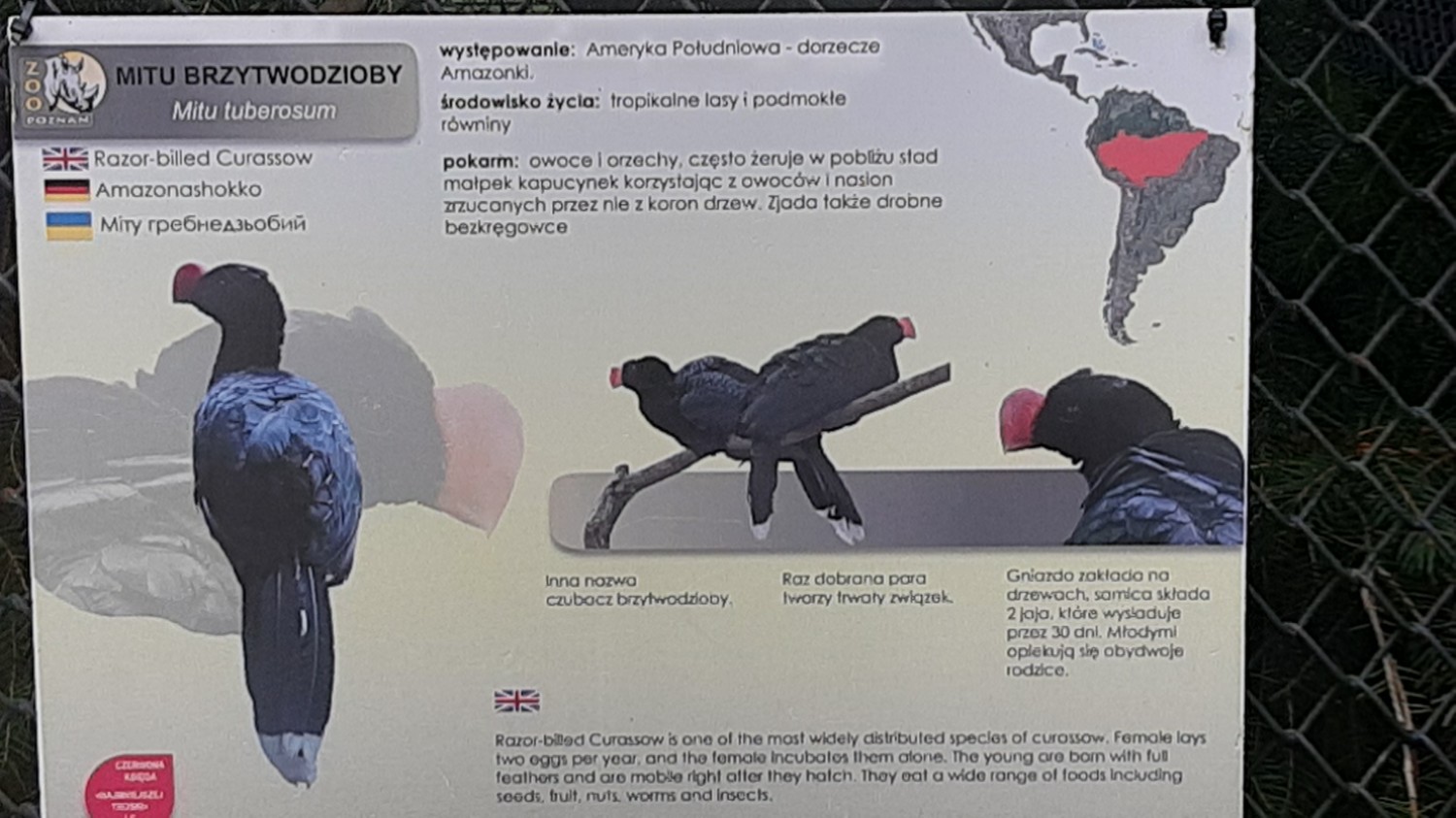 livebirdspoland_1fac0670e46803c3af8125fed3c0eb18.jpg