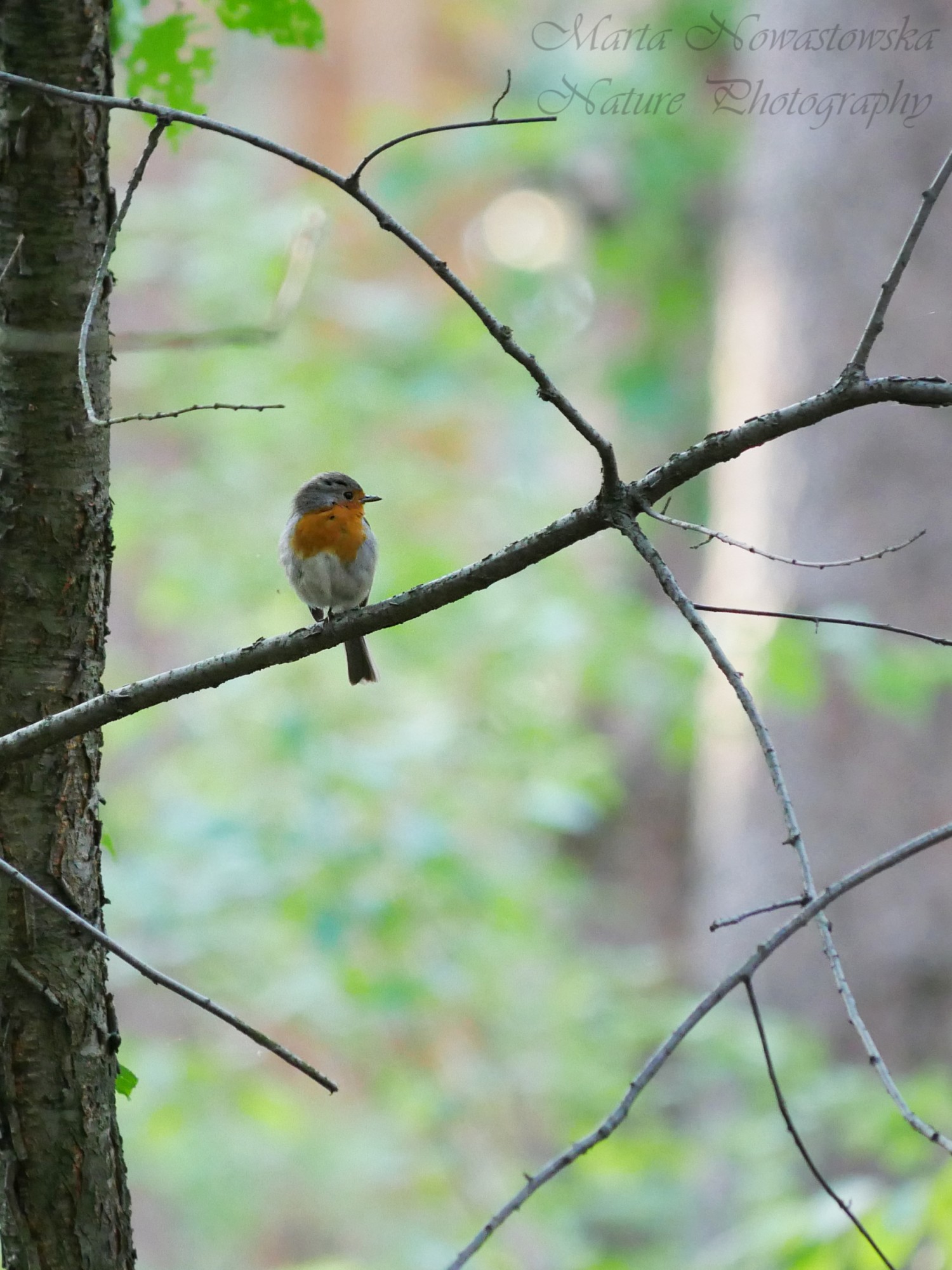 livebirdspoland_c188b6881a0f9020e25aff7b942c52e8.jpg