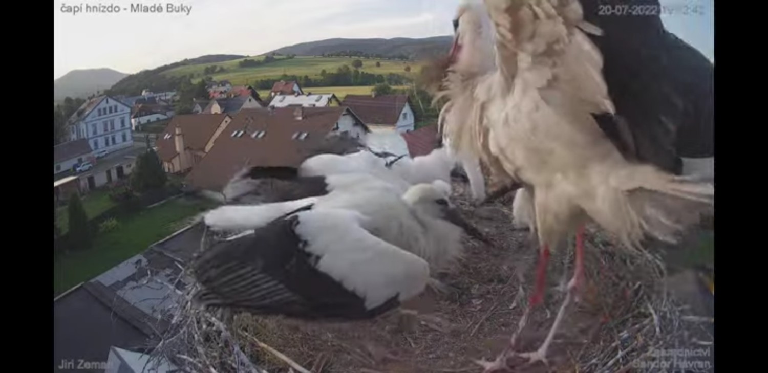 livebirdspoland_05ed5aa9c941aa42e6fe8404e31a1879.jpg