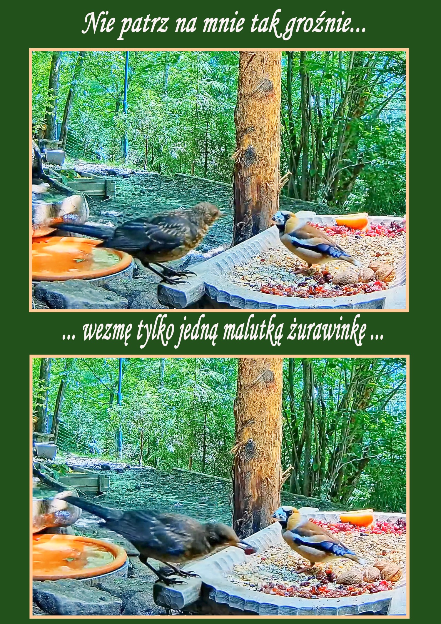 livebirdspoland_723ccf43431eb865a2671c37394e9dff.jpg