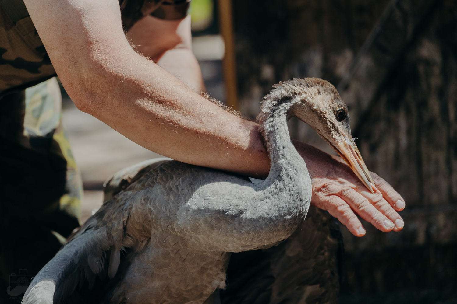 livebirdspoland_97af139bb64dfc827d9a7e973b43c217.png
