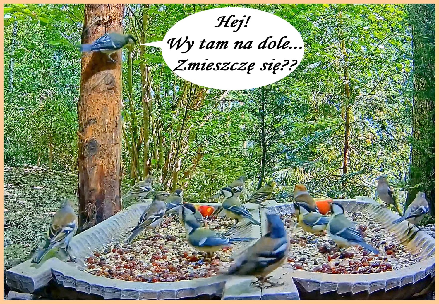 livebirdspoland_decc1d9afa2c59cb413bb40034932c2e.jpg