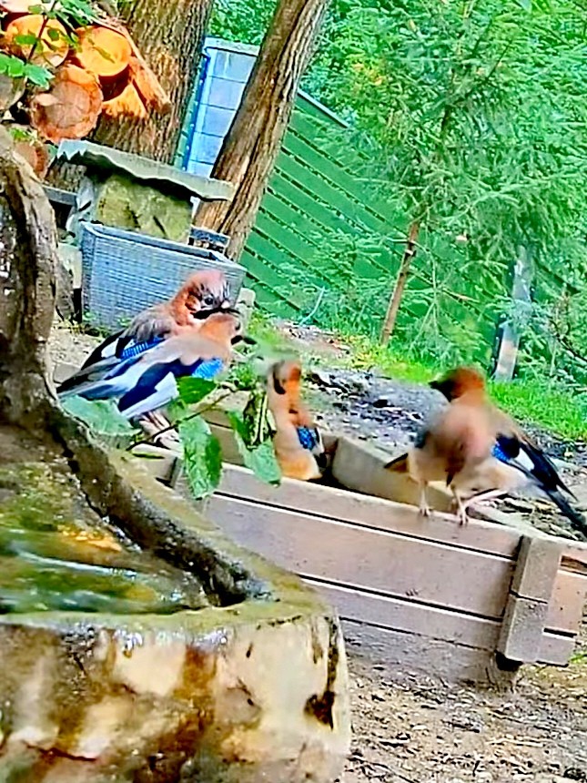 livebirdspoland_b73eb901340c1c9856dc042610798084.jpg