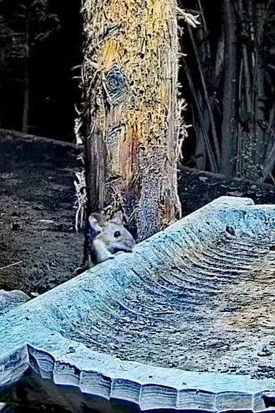 livebirdspoland_605f3e3865532b9d9a4bf5fee377c7e9.jpg