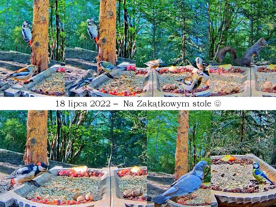 livebirdspoland_aca748427cd0530bf0b392c000c3e11d.jpg