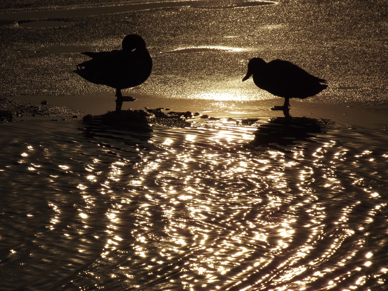 livebirdspoland_664fe592b45fef0f06070e436688cdae.jpg