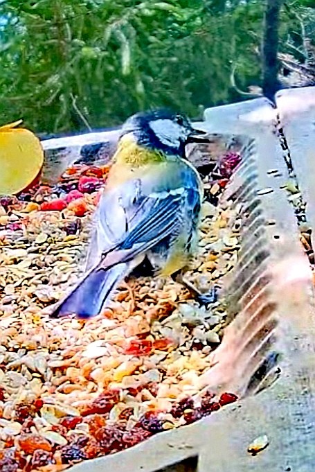 livebirdspoland_90989251518b14569c3d454379785a16.jpg