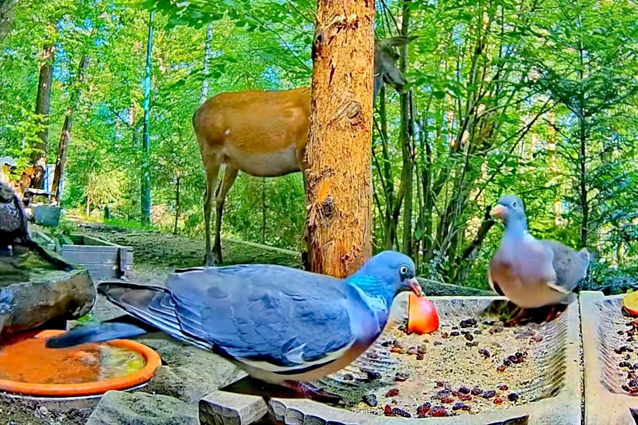 livebirdspoland_0734342062de1b64ee5c04dacba67d23.jpg
