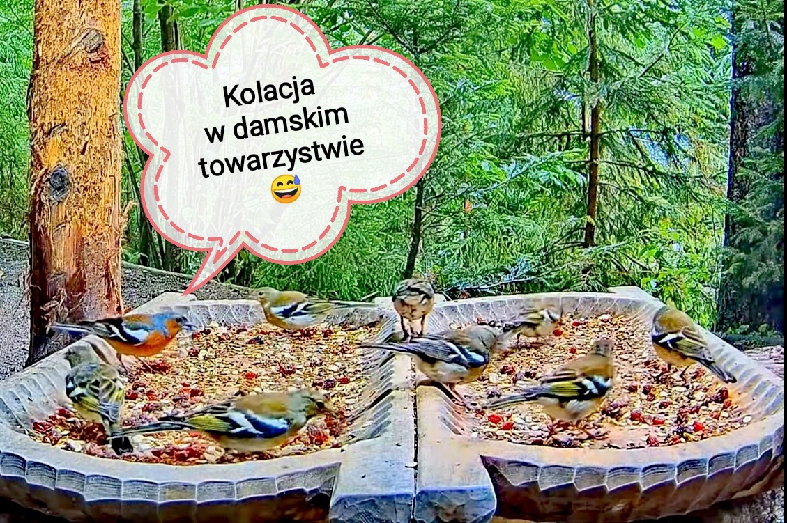 livebirdspoland_e6c83a797e98cbf544f6a3fbad49a933.jpg