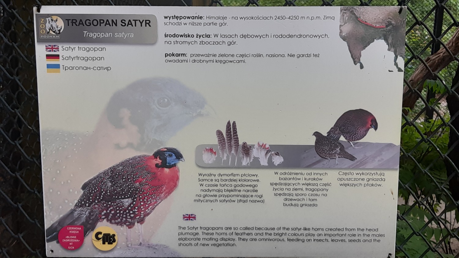 livebirdspoland_280f0a859a24f9edf783d73261785495.jpg