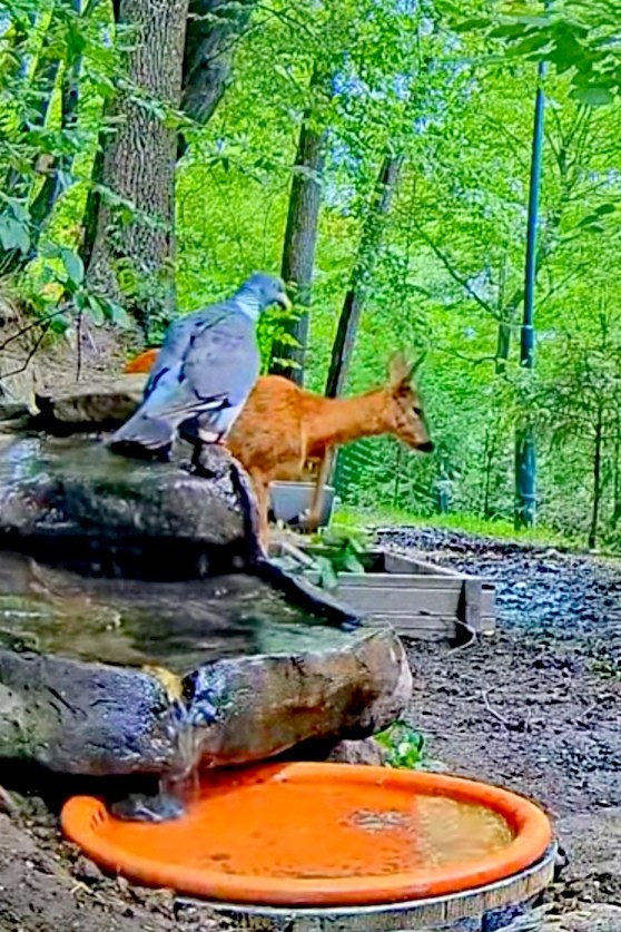 livebirdspoland_85f84f737bc3bc2ed21ed0cfce9e07c0.jpg
