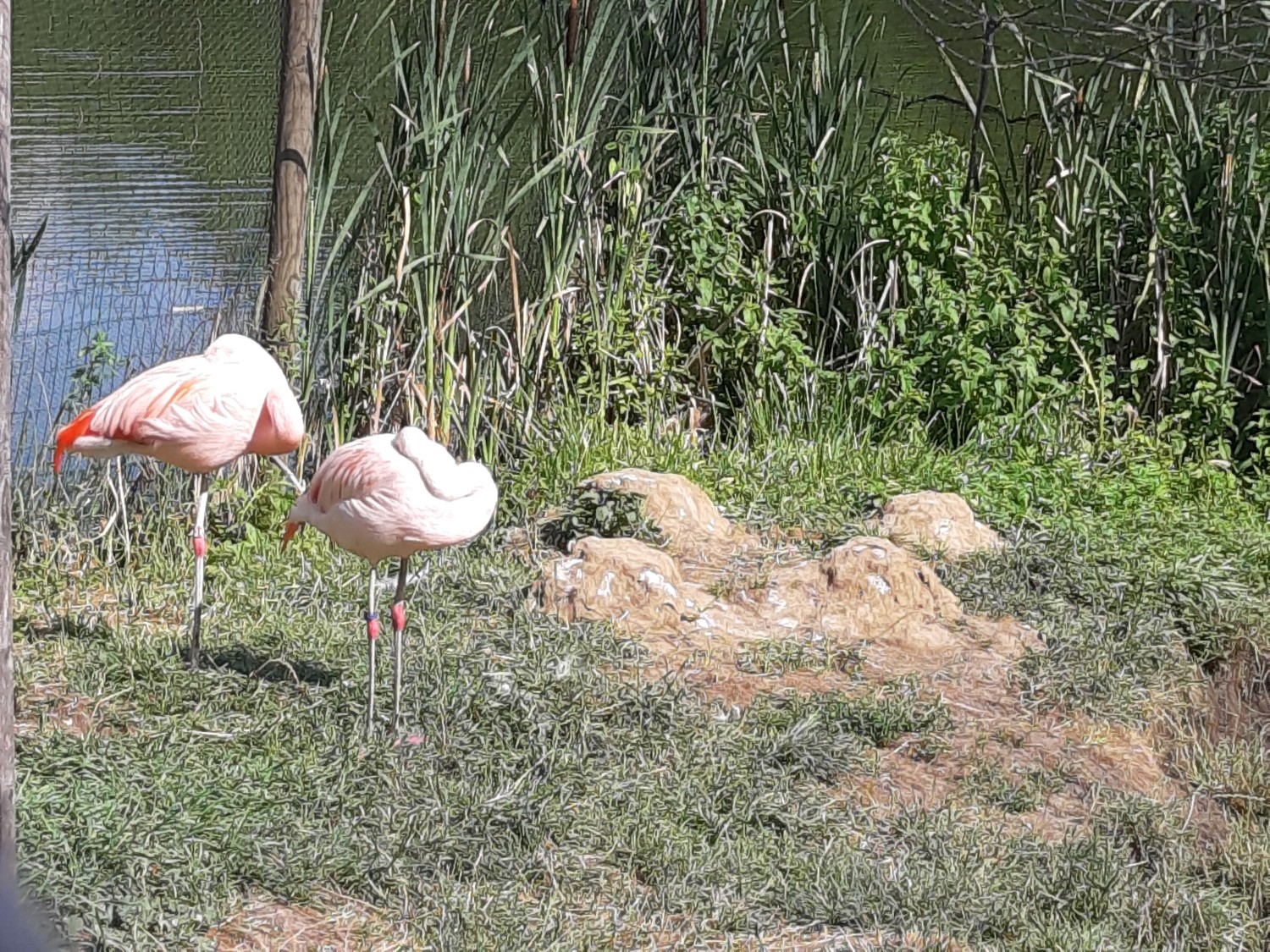 livebirdspoland_4efdb65b14cbfe59bddab4a91fd57810.jpg