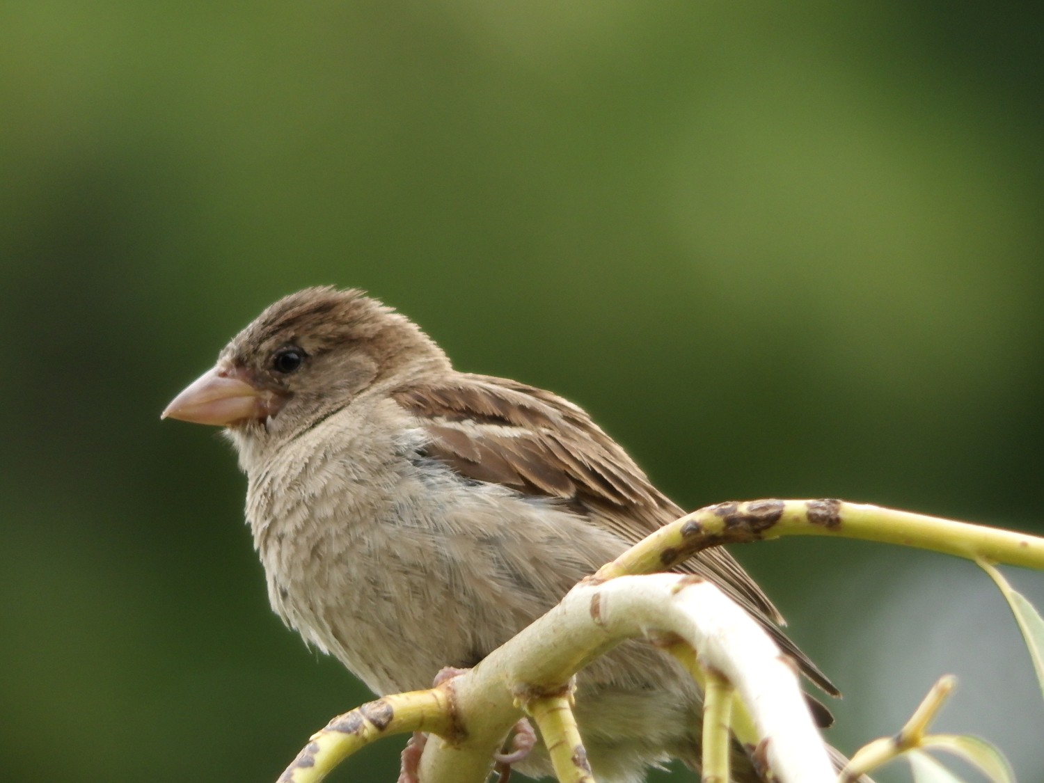 livebirdspoland_906a36b1a201242a1e60b9e807c56586.jpg