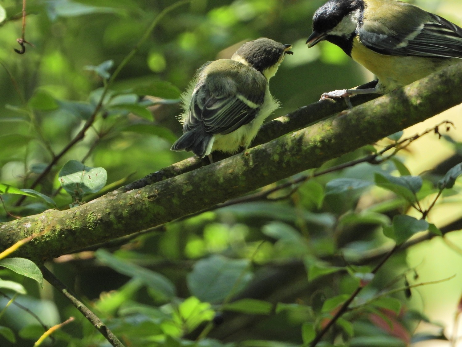 livebirdspoland_5de576ca60bdd427b52f6d6a21d54645.jpg