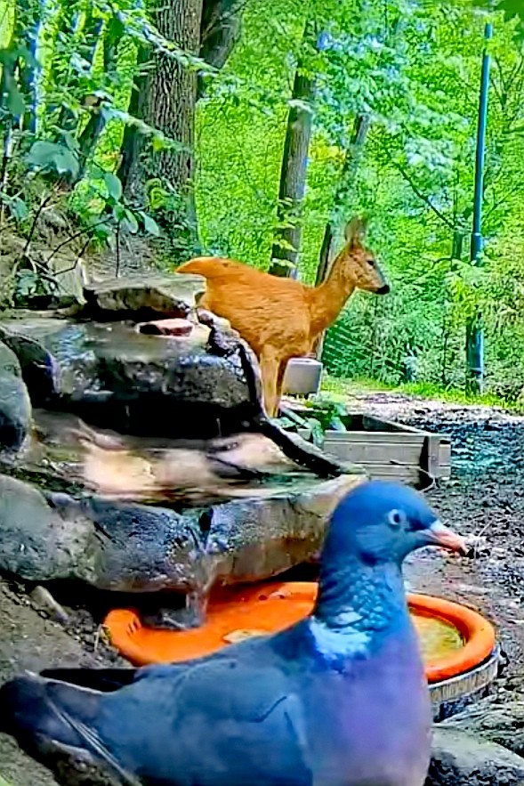 livebirdspoland_856facfa8475ad62d874fb7b2ebafd6d.jpg