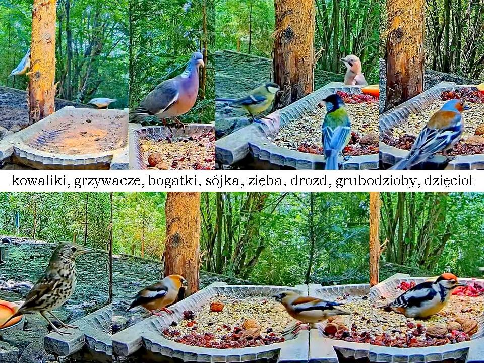 livebirdspoland_a2874460c2a5e84540f9e3e616a233b6.jpg