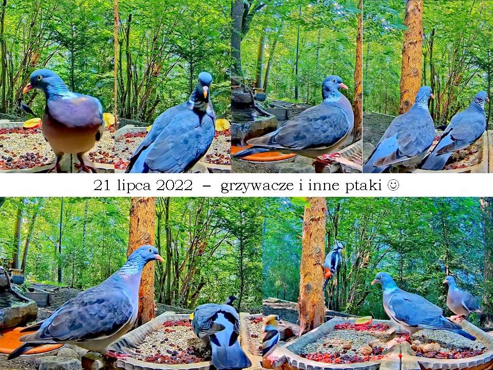livebirdspoland_9d3b623d59a30a67e7509b0fc26ec1e4.jpg