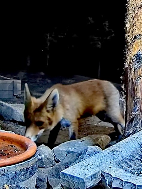 livebirdspoland_ca38d0f855de0d1c63b5da7f91ef9213.jpg