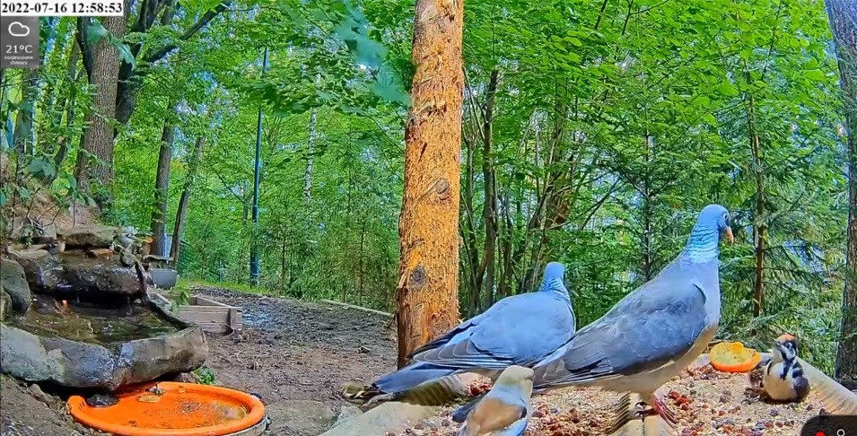 livebirdspoland_92f2b2c1fec300302f31e3a0984c536a.jpg
