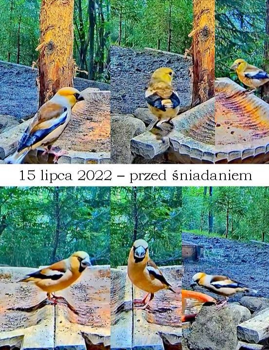livebirdspoland_6f56e3a24e069a866dc5f3829193c612.jpg