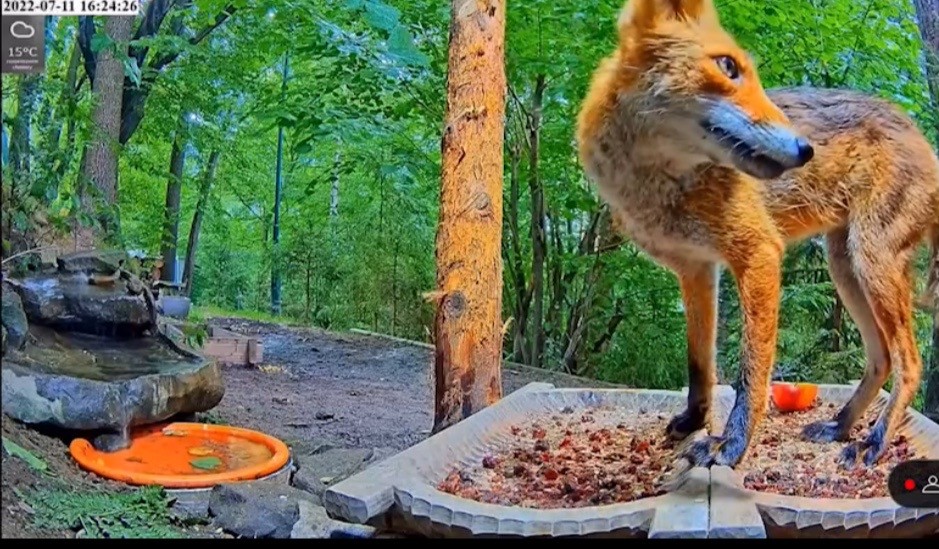 livebirdspoland_599c0b2440eeb072685419e968094705.jpg