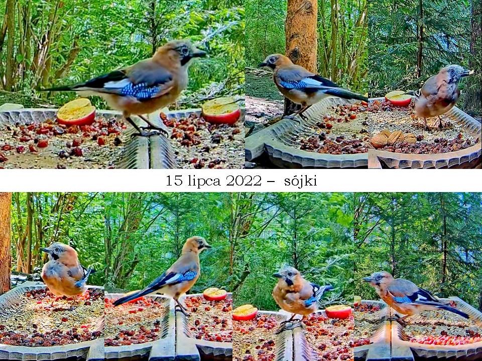 livebirdspoland_f2665c3c565e307bee56551bf7f0222f.jpg