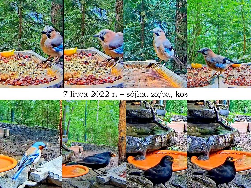 livebirdspoland_70a472132dd1309c34d1ed9ea2bc9f3f.jpg