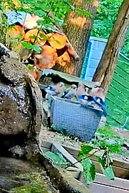 livebirdspoland_b7f440b61402a3bf9064097cf1d0f242.jpg