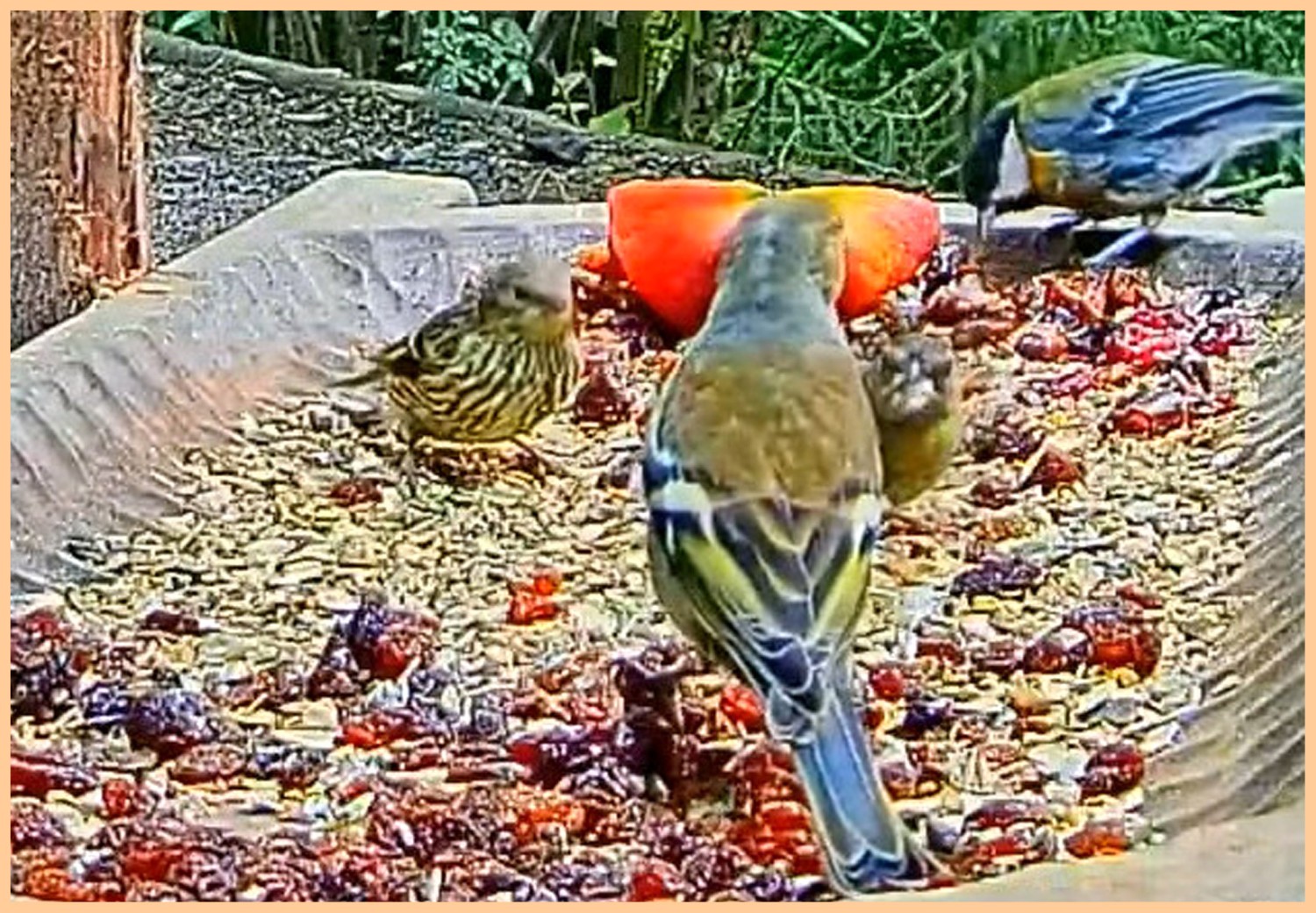 livebirdspoland_bb4d089d2346b571f822d66dde3c15a1.jpg