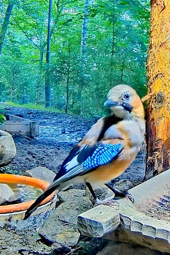 livebirdspoland_30b85d8af52c77c7fd45c1ed2d6ba7e5.jpg