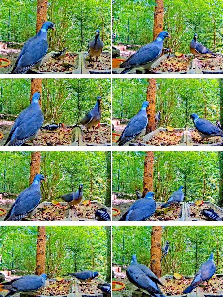 livebirdspoland_6c415c3803721f731266be5485bd7f87.jpg