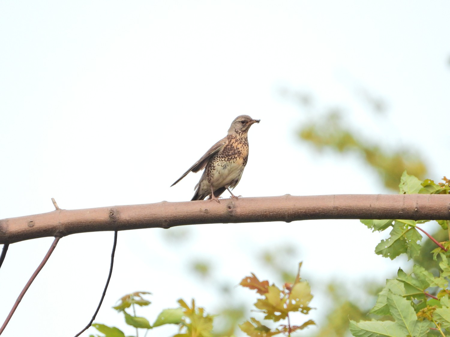 livebirdspoland_3706cc8ffdb4207ee7872417689857fa.jpg