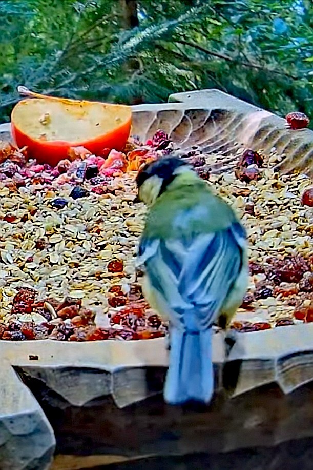 livebirdspoland_9319f8968ccd155d147a3370d6d3fff2.jpg