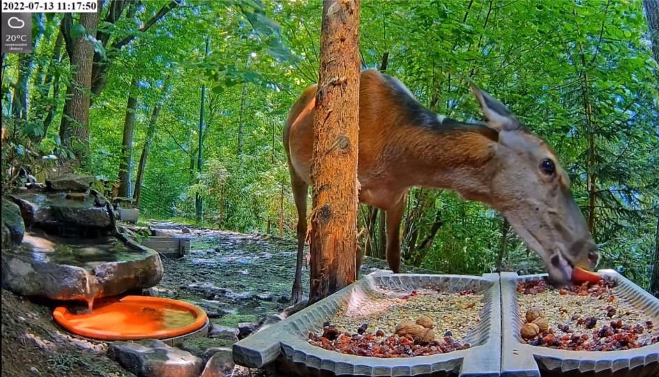 livebirdspoland_cfa939253e177d89cc67185194fd2d98.jpg