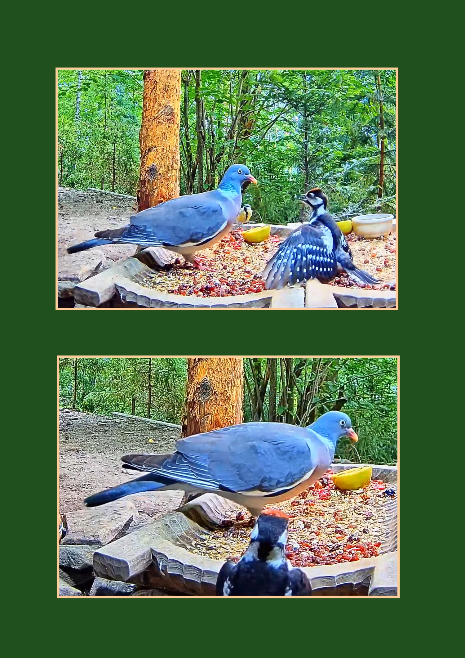 livebirdspoland_9039ff68adf2f555d036f4da261b24b7.jpg