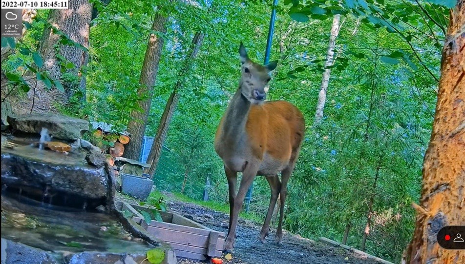 livebirdspoland_f4d9e73360e5741d83a7561639ef5fff.jpg