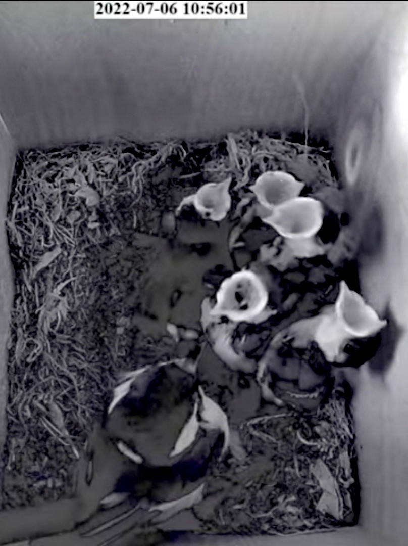 livebirdspoland_b39beb266d1b8f16fac5f98cf4e5140c.jpg