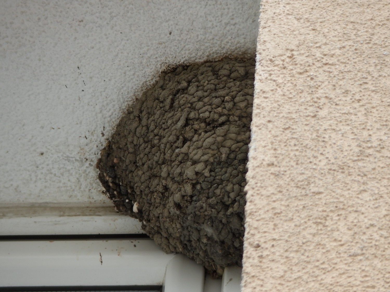 livebirdspoland_63b4203c4211ec6701f2fad9d69b7418.jpg