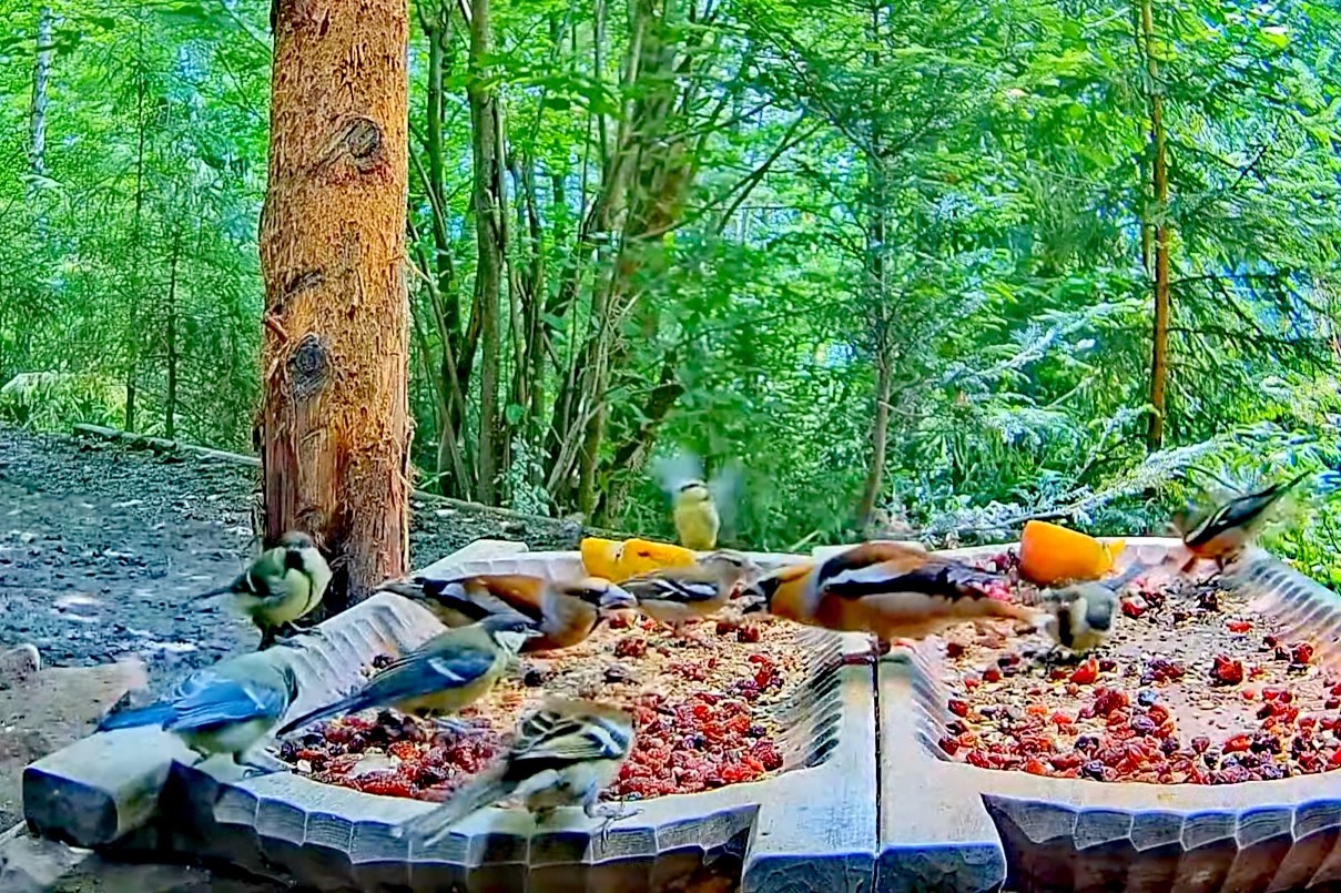 livebirdspoland_76d0c4b9453526722139296602512e7a.jpg