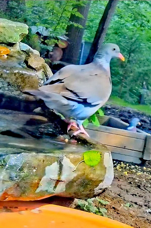 livebirdspoland_f2a58828538ff220f8db5d1a9ef5431c.jpg
