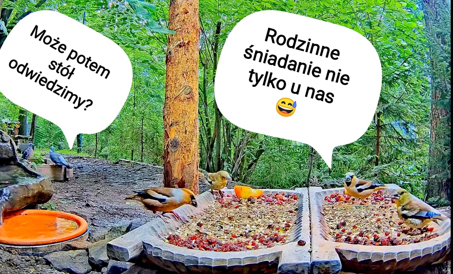 livebirdspoland_e04341420fb35625aaa88d89c263f43f.jpg