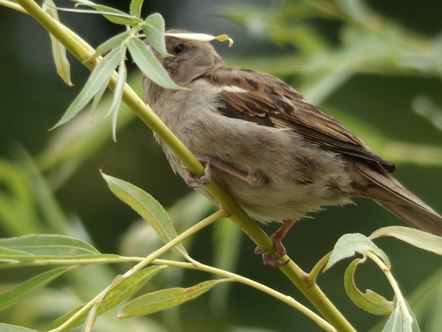 livebirdspoland_57e1cd121bf5f46b38ee57116b0488c4.jpg